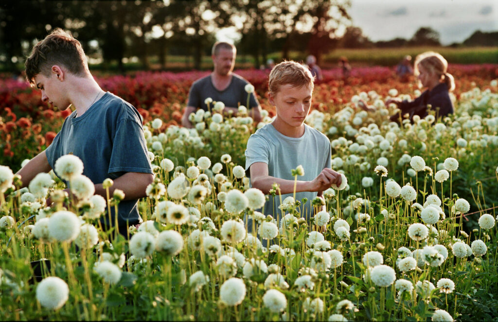 Der junge Léo (Schauspieler Eden Dambrine, r.) und sein Bruder helfen den Eltern in der Gärtnerei. Sie stehen inmitten eines Blumenfeldes. Stil aus dem feinfühligen Drama CLOSE. Für den Film gab es eine ausgeprägte Social Media Kampagne und der Verleih organisierte einen Communityabend. 